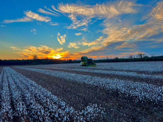 Final Cotton Highlights