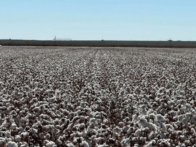 Final Cotton Highlights