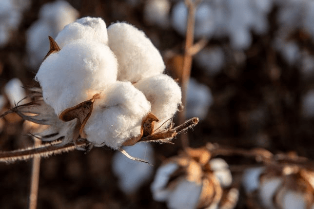 Cotton Settles and Straddles