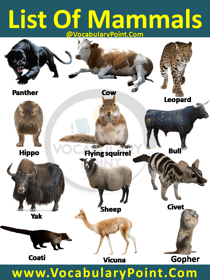 List of mammals animals with pictures in english ( different types )
