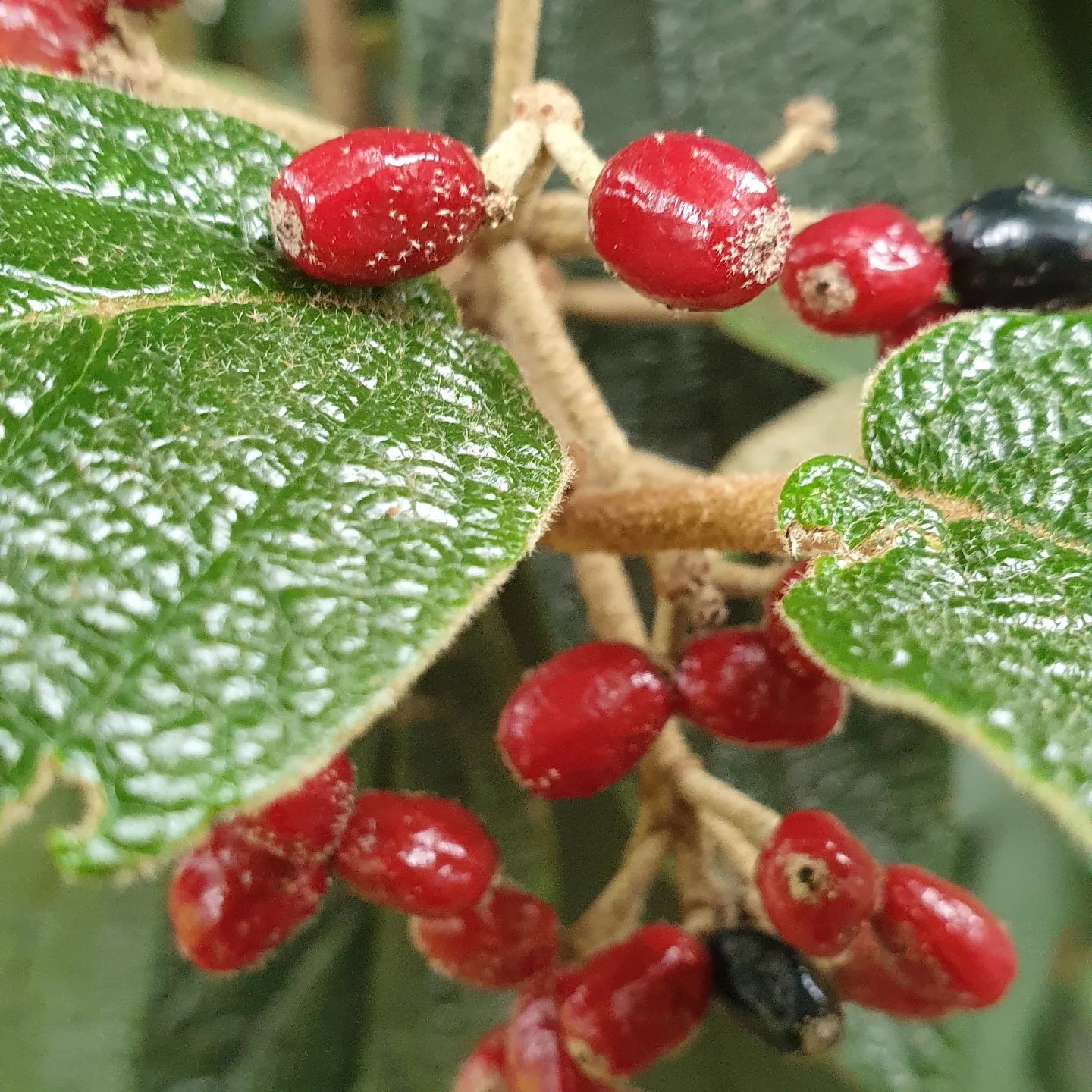 Herbarium Leipziger Platz, Köln Nippes