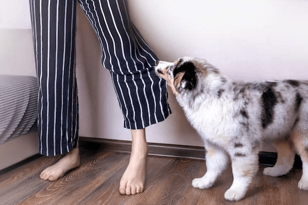 nekada vaš pas gricka kada je uplašen ili preuzbuđen od igre.