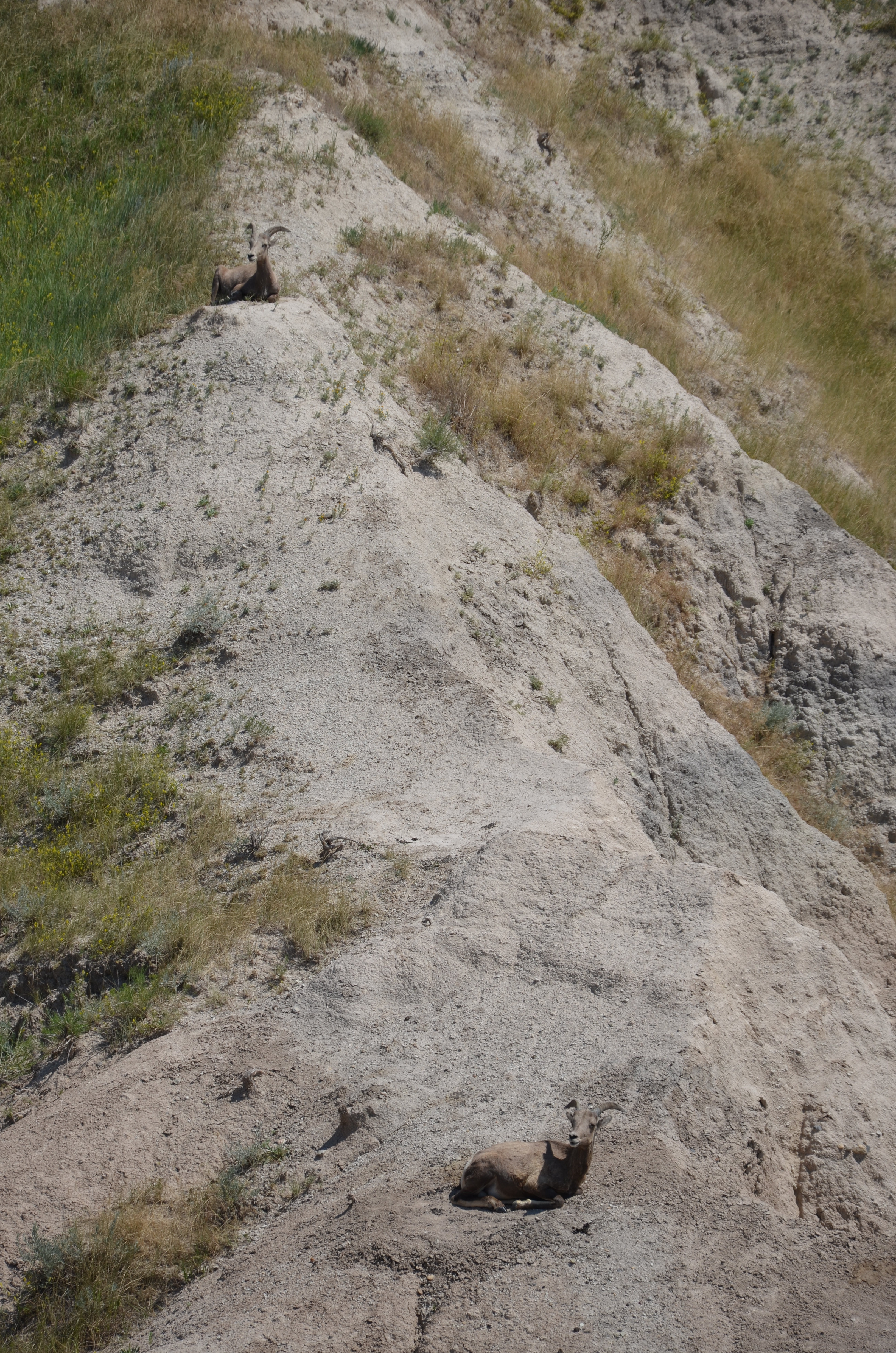 Bighorn sheep - who is staring at whom?