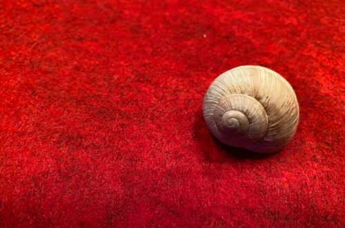 Schnecke auf rot