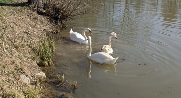 Schwäne am Ufer