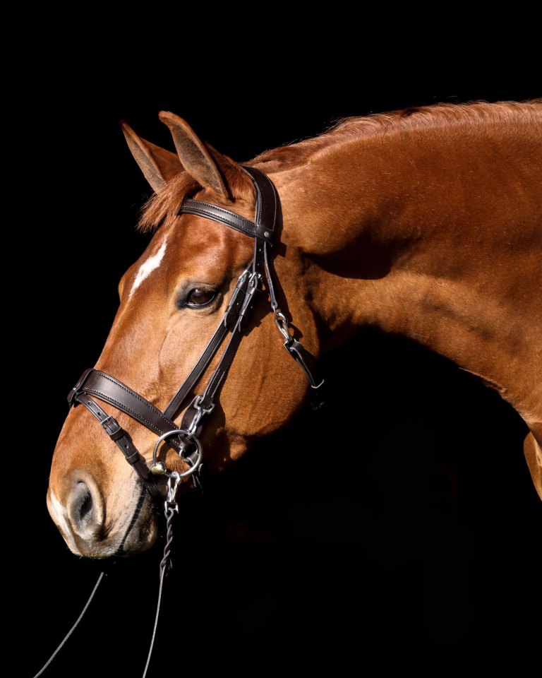 Vortex Workit Bridle Anatomical Clip Training Bridle