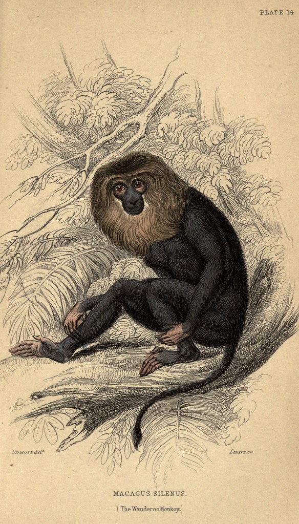 "n214_w1150" by BioDivLibrary/ pdm 1.0