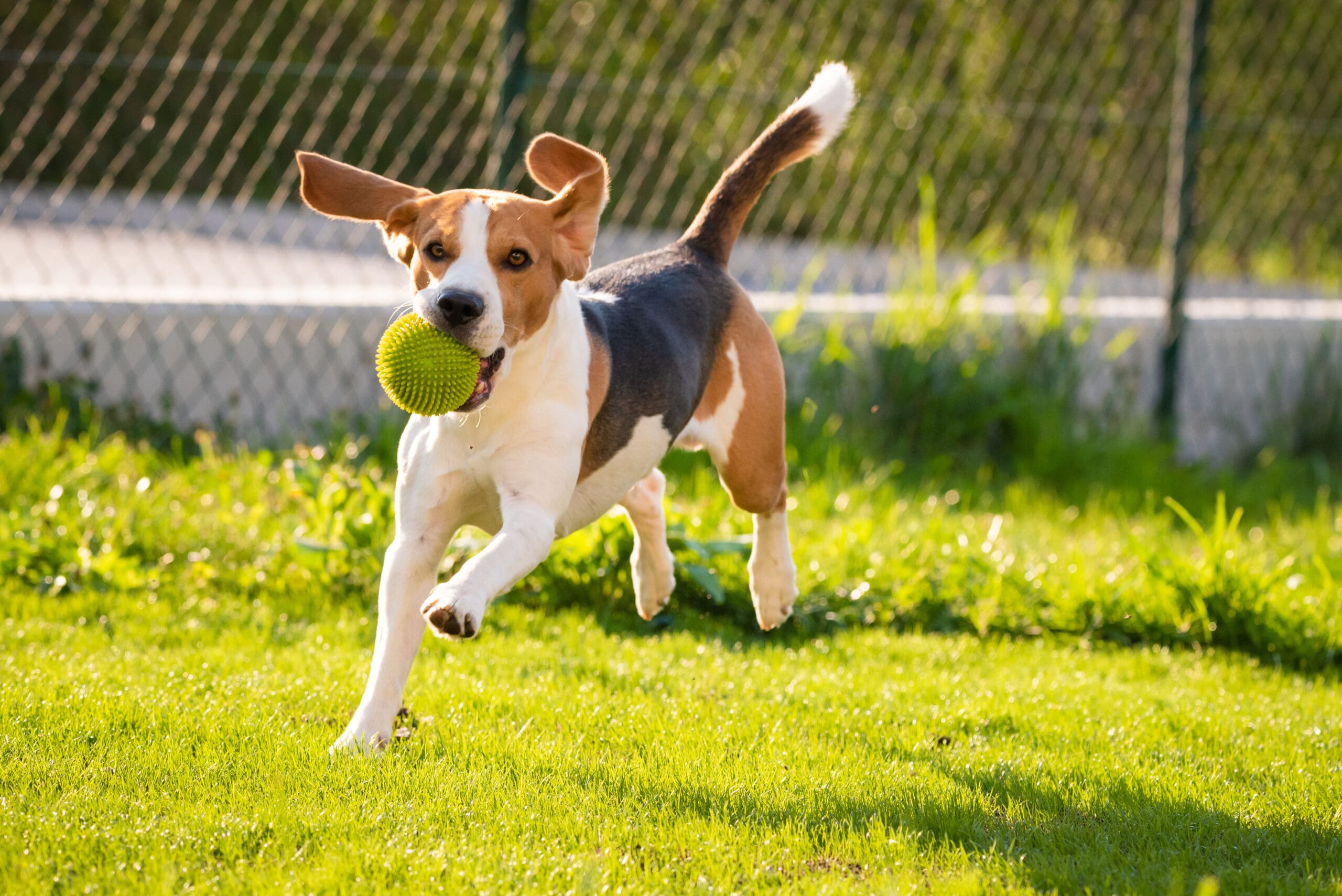 Dog Parks: A Practical Addition to Haldimand