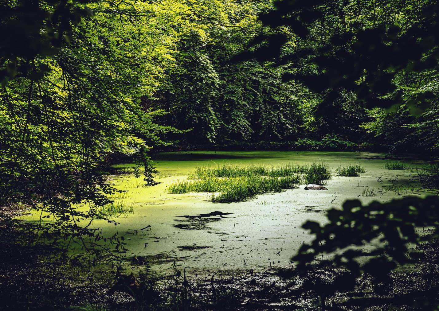 Riga Crypto și Lapona Enigel” De Ion Barbu: Particularități