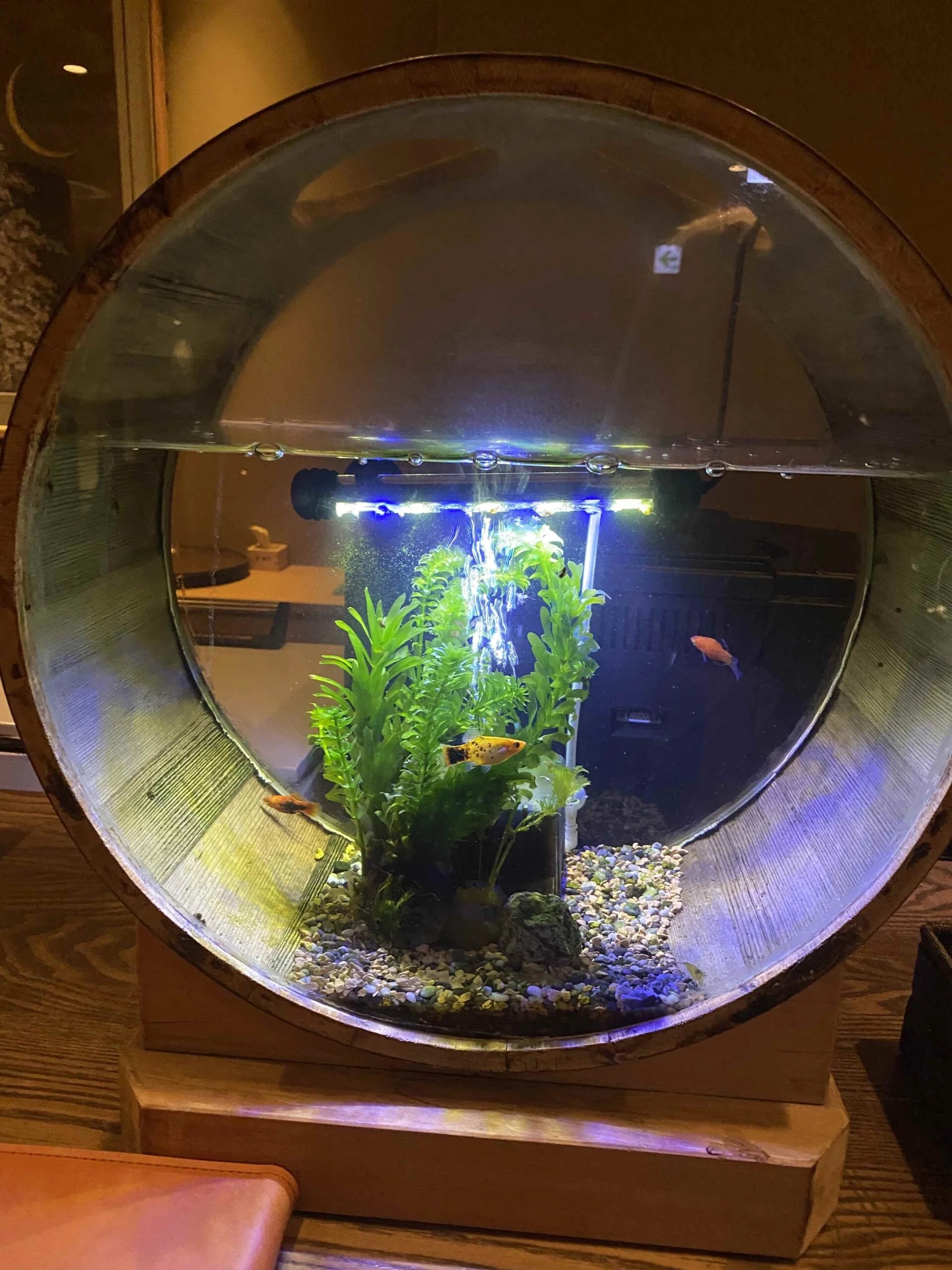 バーカウンターのアクアリウム