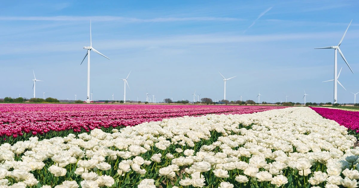 Tulip Gardens
