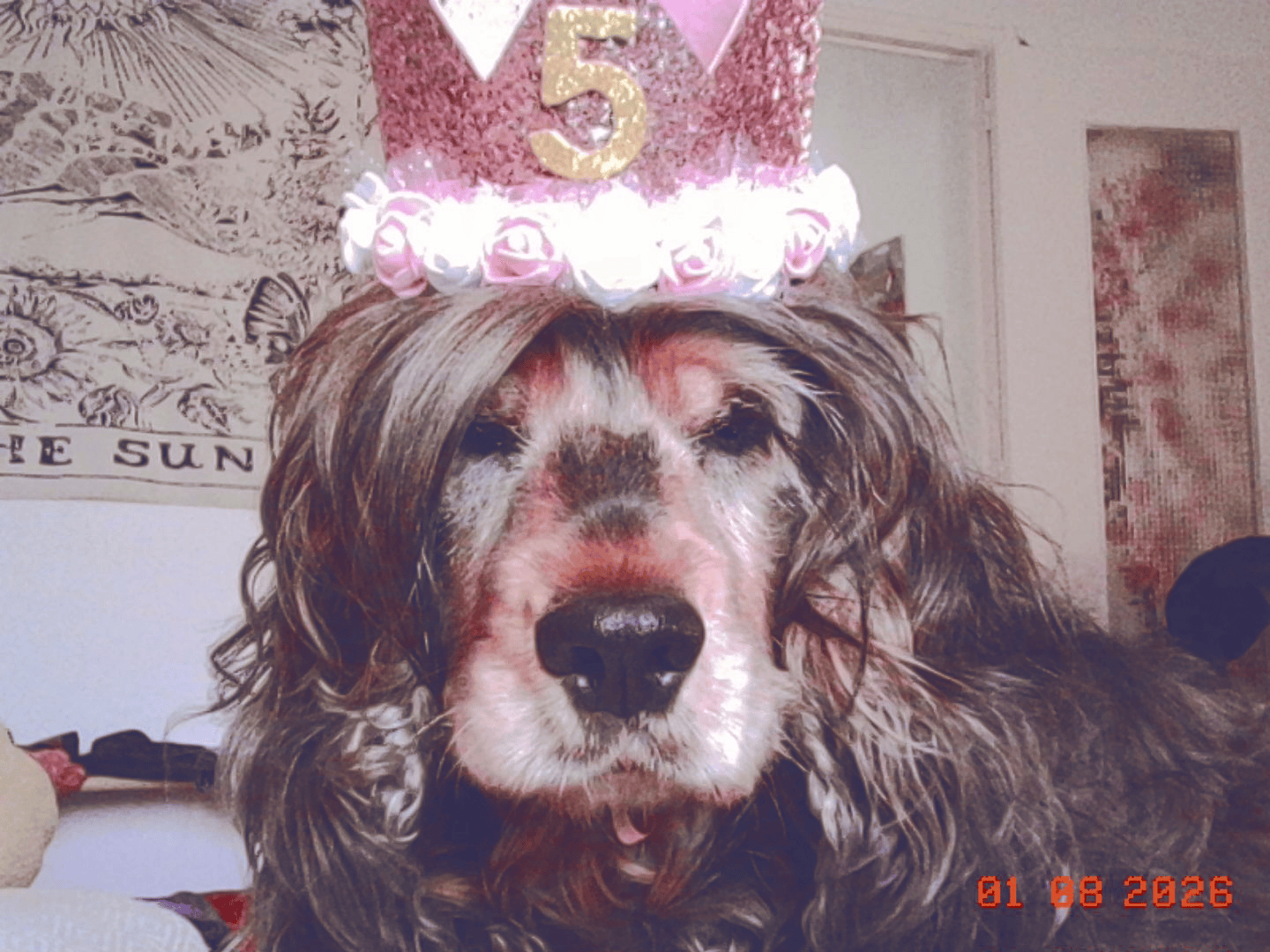 Happy Birthday Dog Attack
