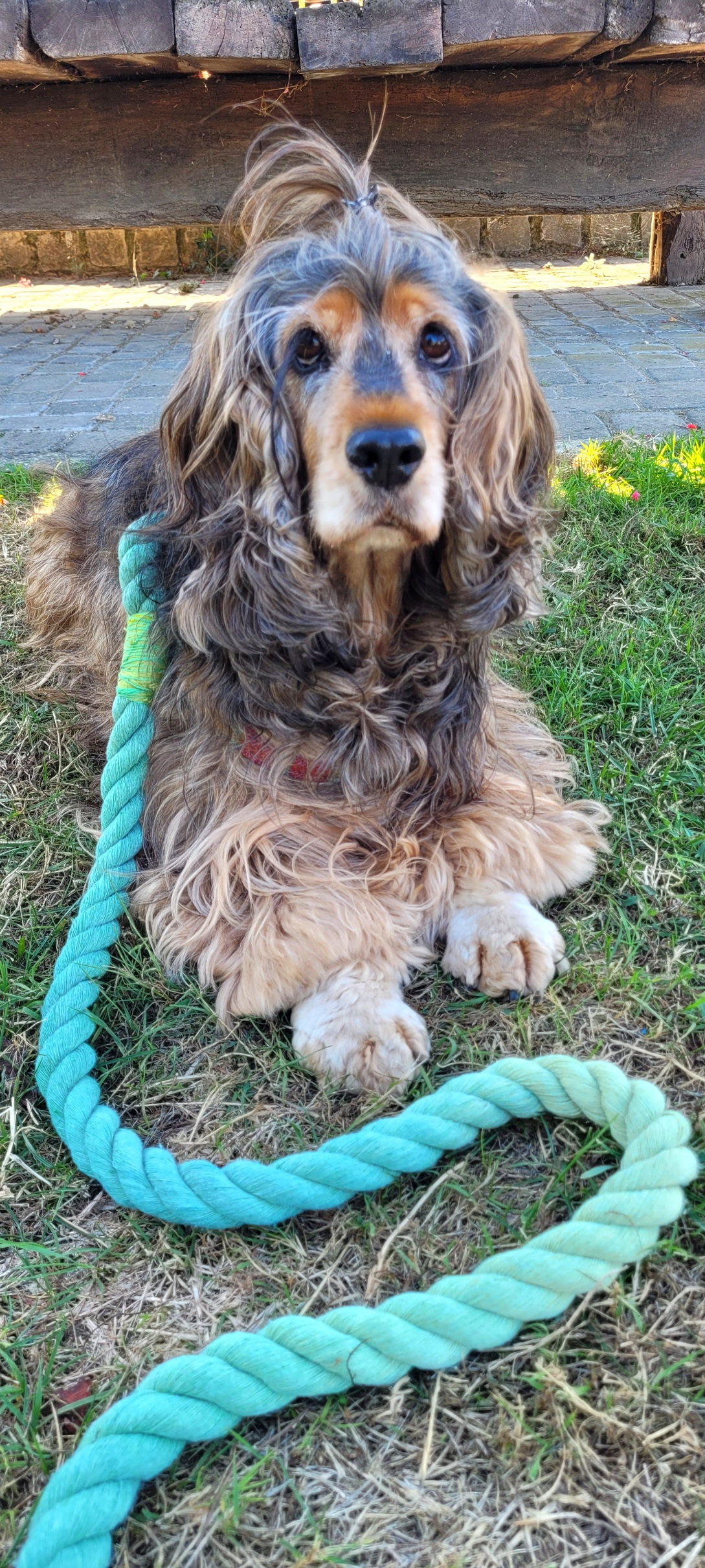 a black and tan English cocker spaniel in down position looking at camera, the rope leash extended in front of her