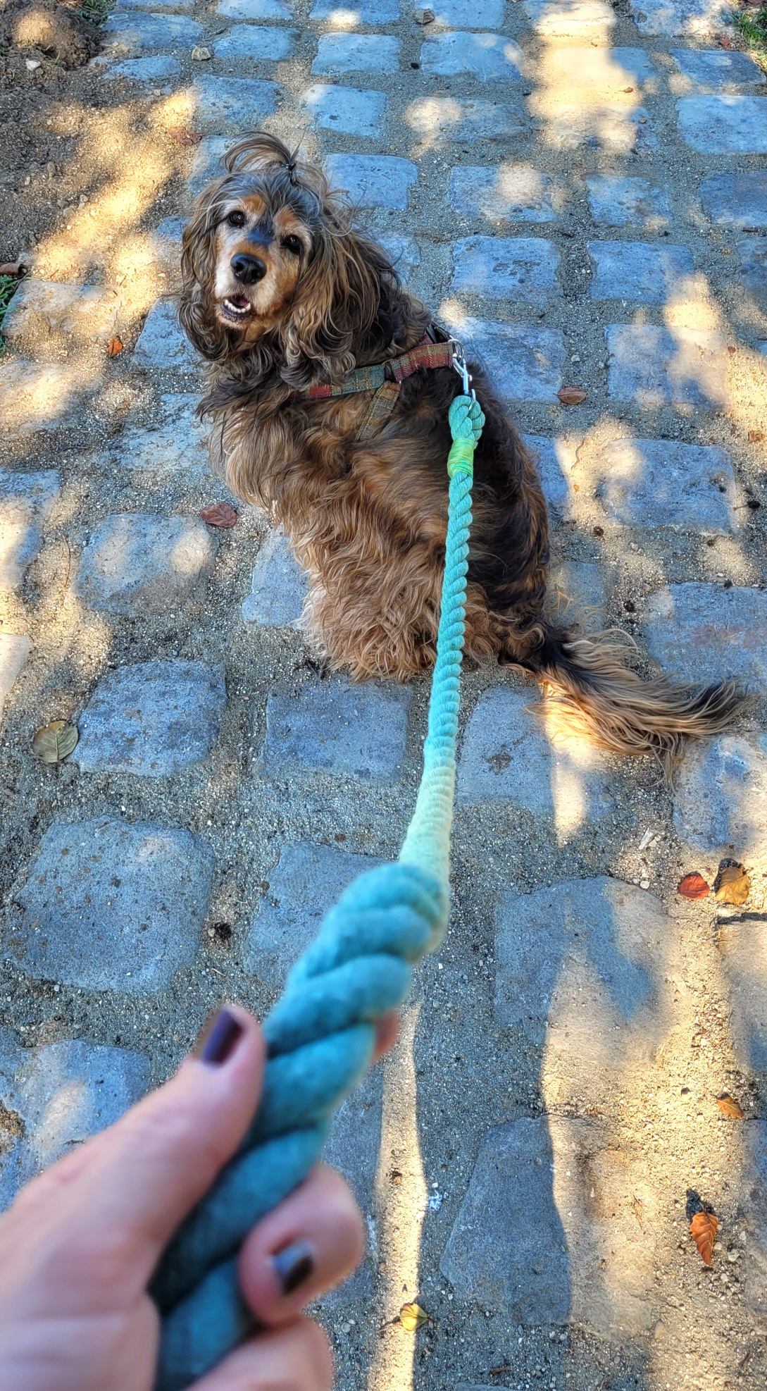 a black and tan English cocker spaniel sitting on a cobblestone path looking up at camera, my hand holding the leash