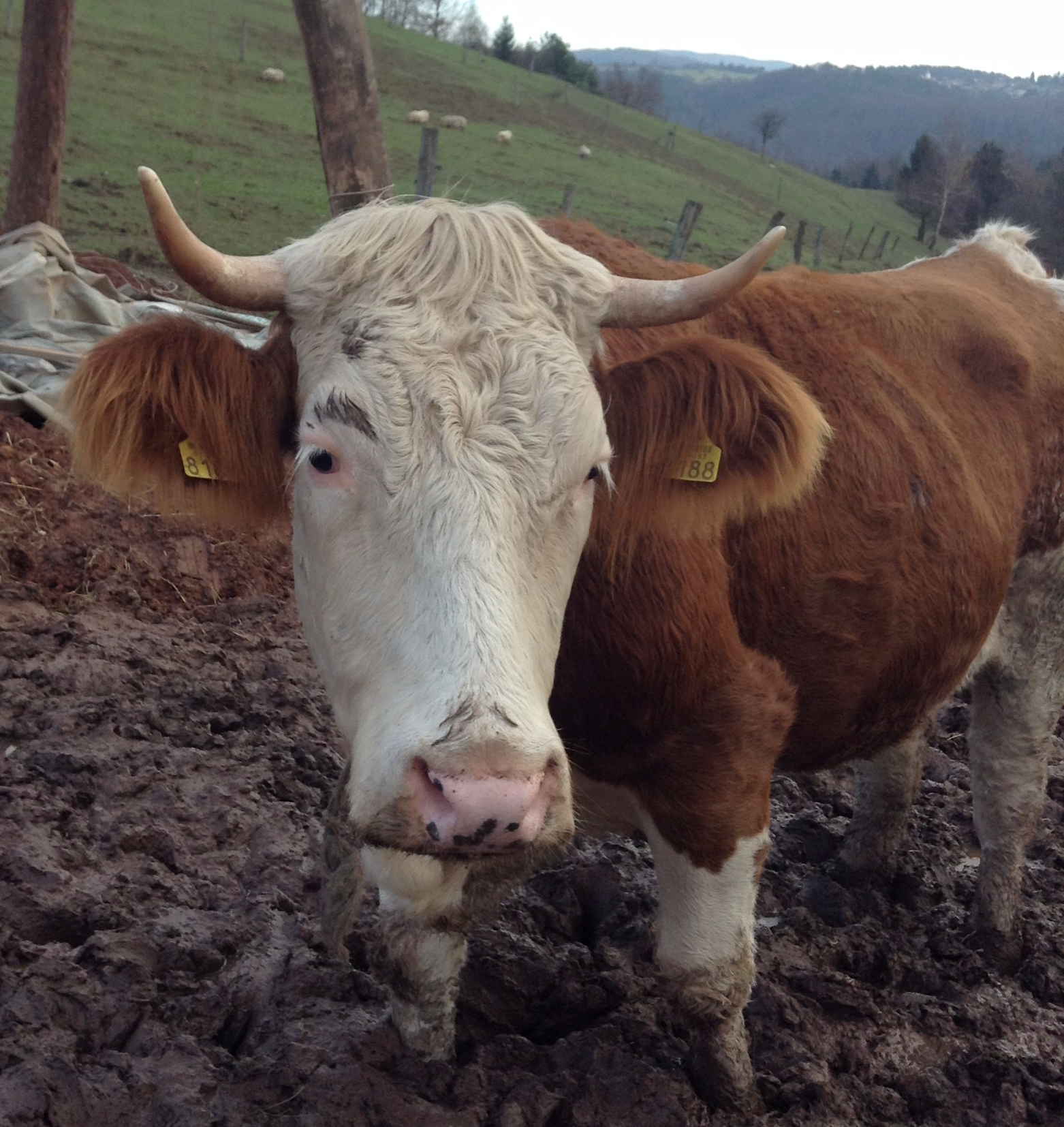 Frida Cow-lo