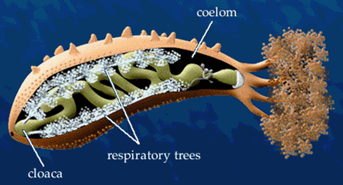 Digestion and respiration