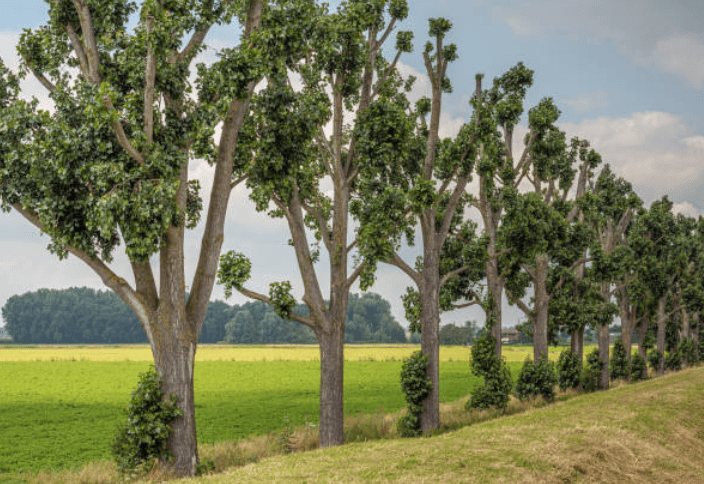 Three Benefits of Hiring a Tree Lopping Service post thumbnail image