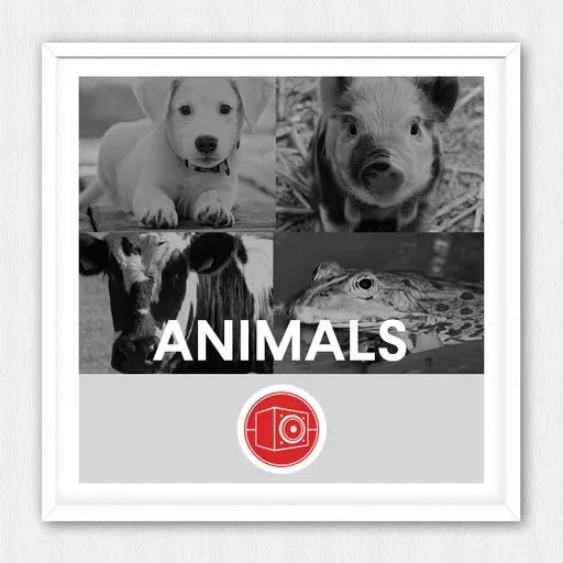 Big Room Sound – Animals (WAV)