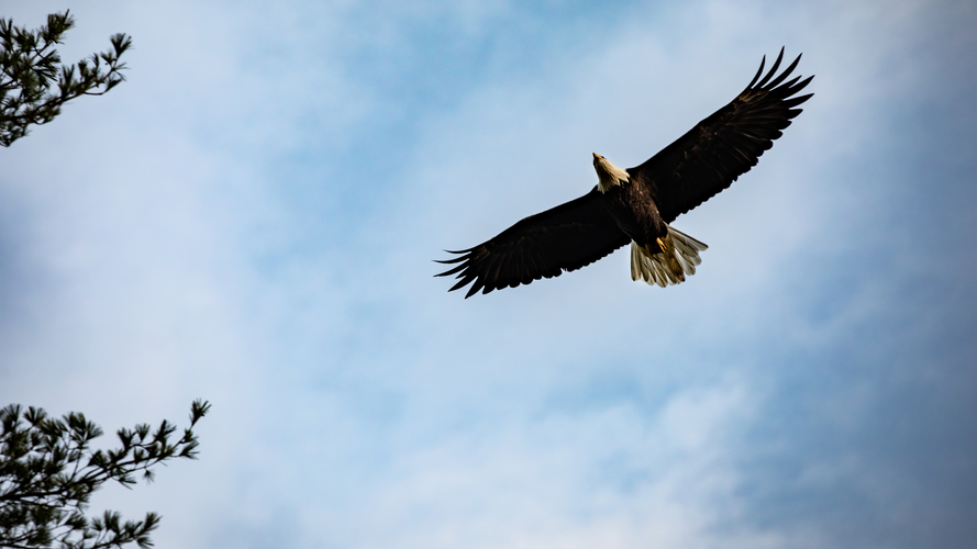 Bald Eagles Soar Again: A Remarkable Conservation Success Story! (2026)