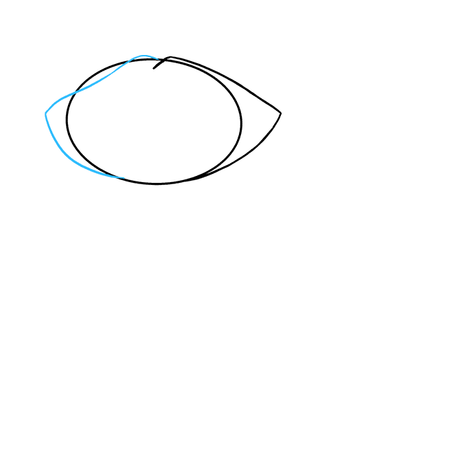 как нарисовать енота карандашом поэтапно для начинающих