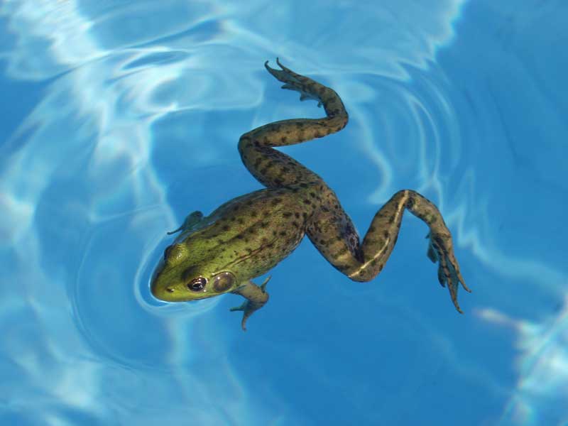 How to Keep Frogs Out of Your Pool - Vue Custom Pools & Design