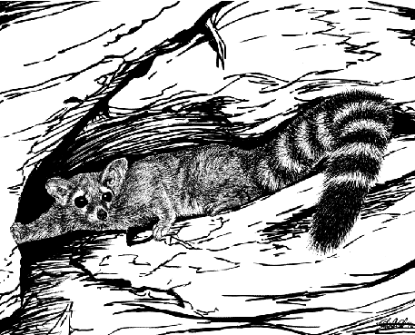 Ringtail