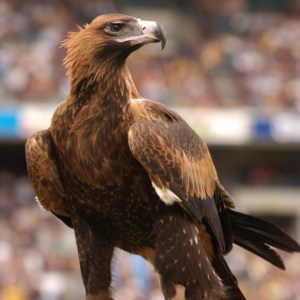 auzzie eagle eagles wedge tailed australia flying audax aquila birds australian prey western wa america scientific phuck