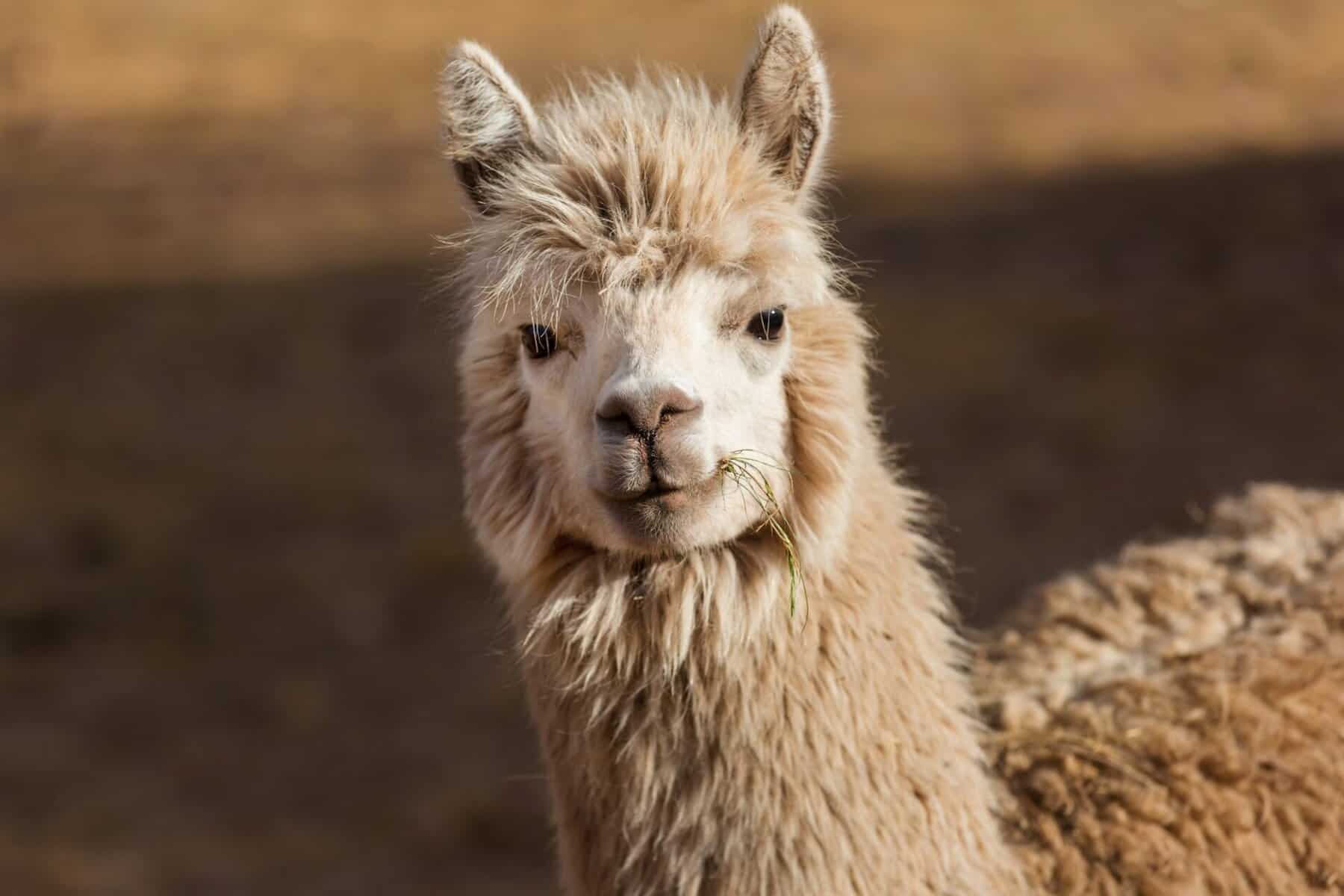 Llama livestock guardians