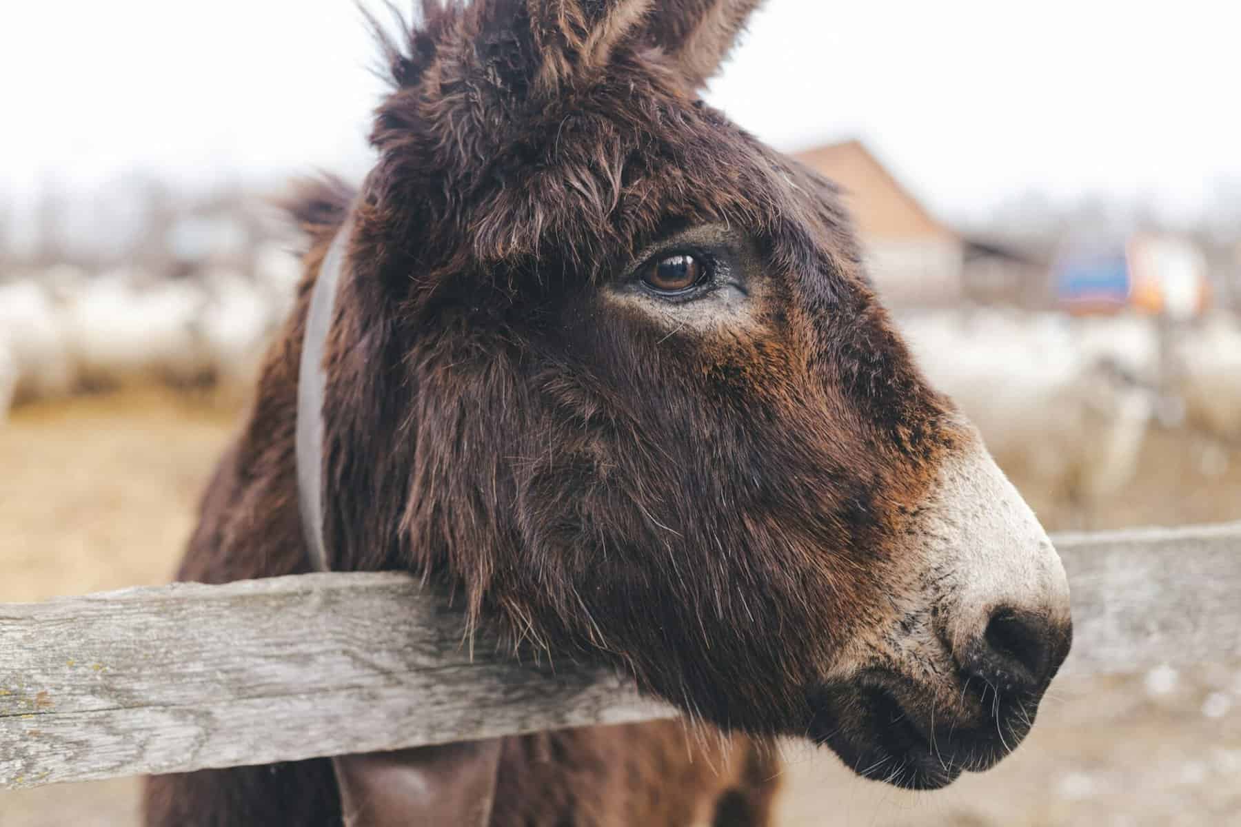 The funny donkey. Livestock guardians