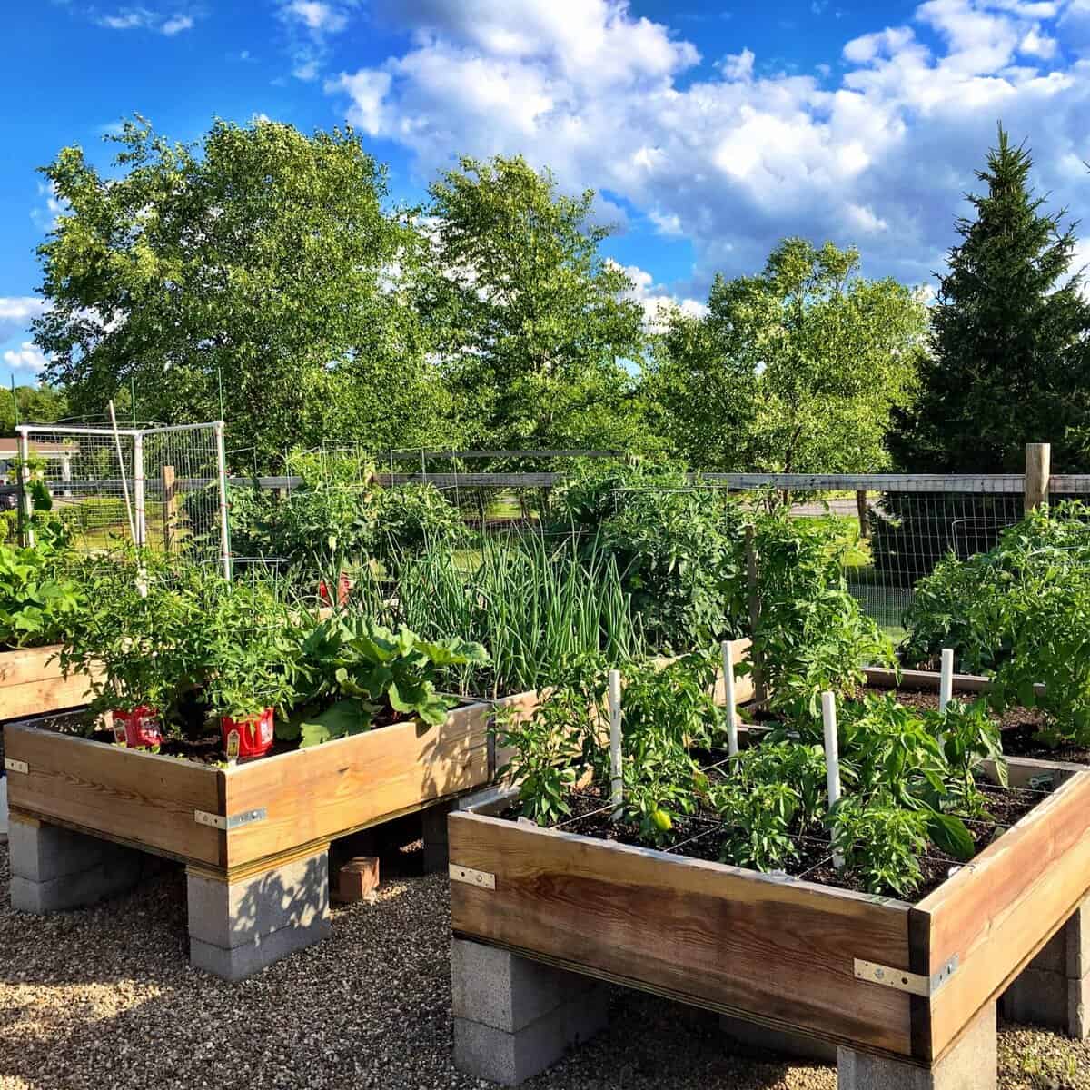Community garden