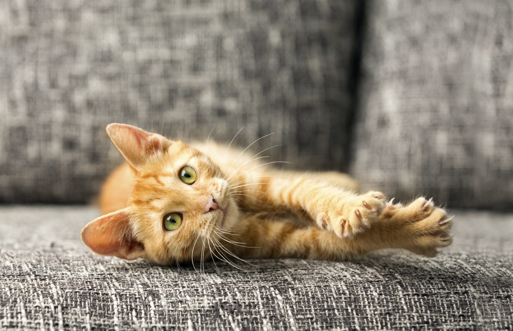 Alternatives to declawing your cat