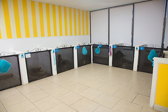 pet boarding tempe az dog boarding tempe wagging tails pet resort on wagging tails pet resort tempe az