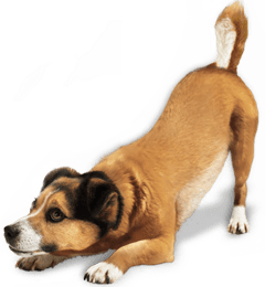 pet boarding dog daycare in tempe arizona wagging tails pet resort on wagging tails pet resort tempe az