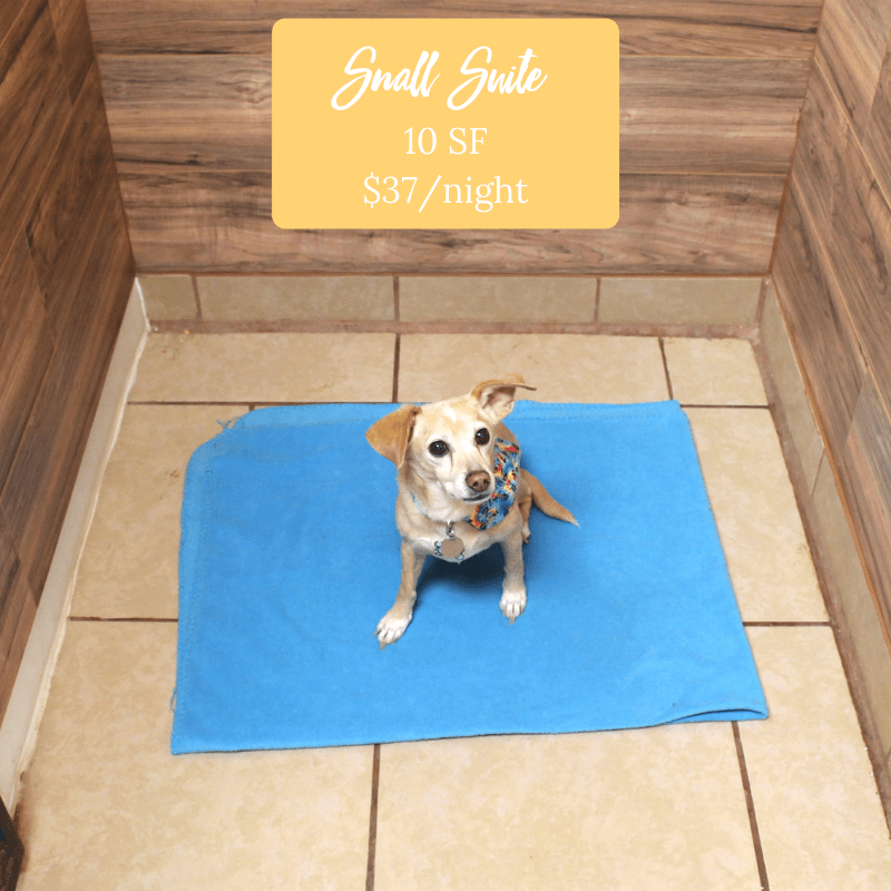 pet boarding tempe az dog boarding tempe wagging tails pet resort on wagging tails pet resort tempe az