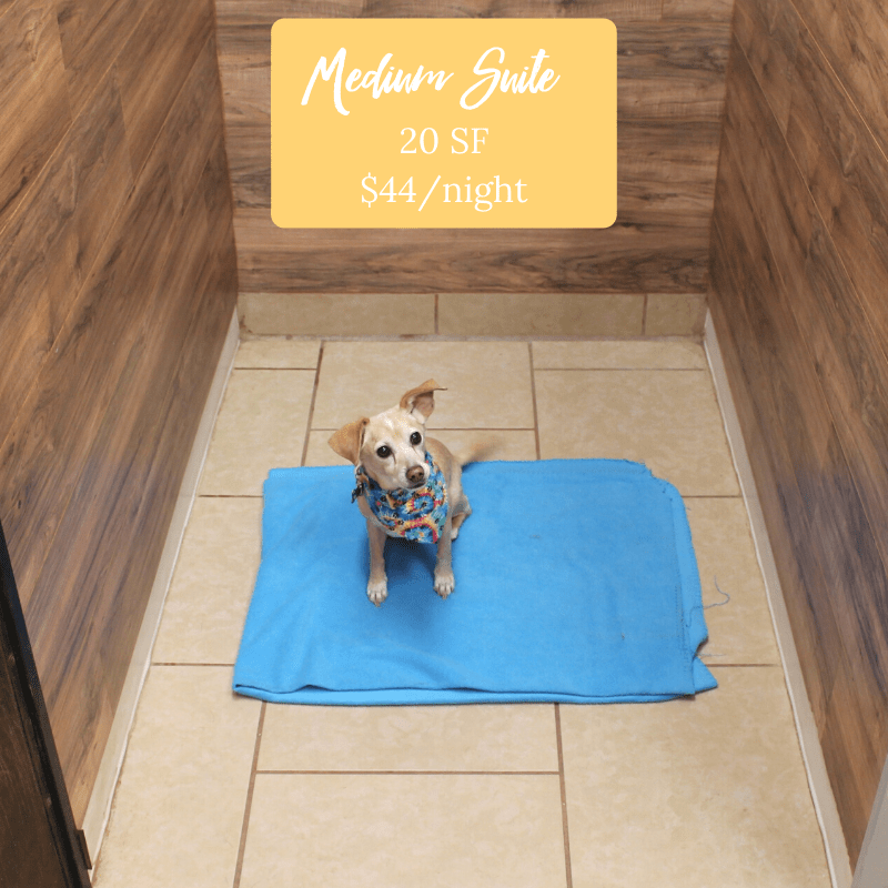 pet boarding tempe az dog boarding tempe wagging tails pet resort on wagging tails pet resort tempe az