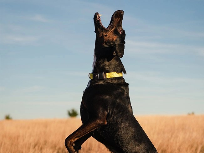 A dog with a Fi smart collar.