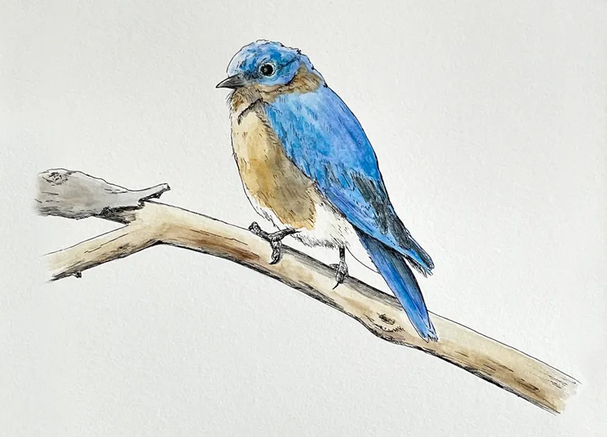 Illustration of a Bluebird by artist Ken Wagstaff.
