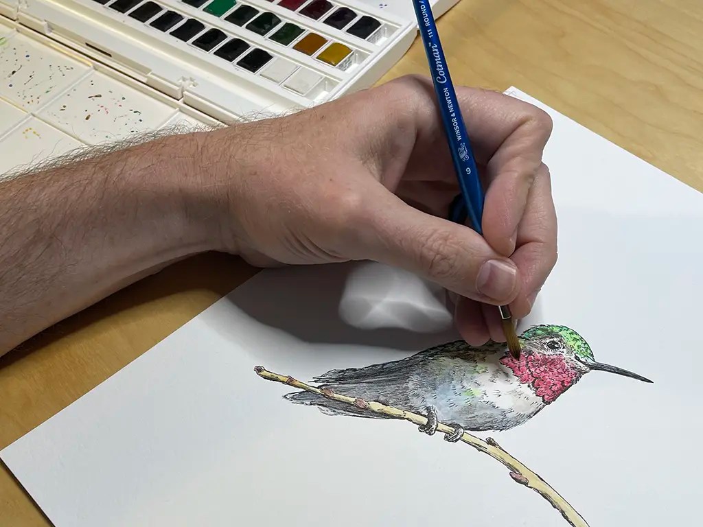 Hummingbird illustration drawn in pen and ink with watercolor washes by artist Ken Wagstaff.