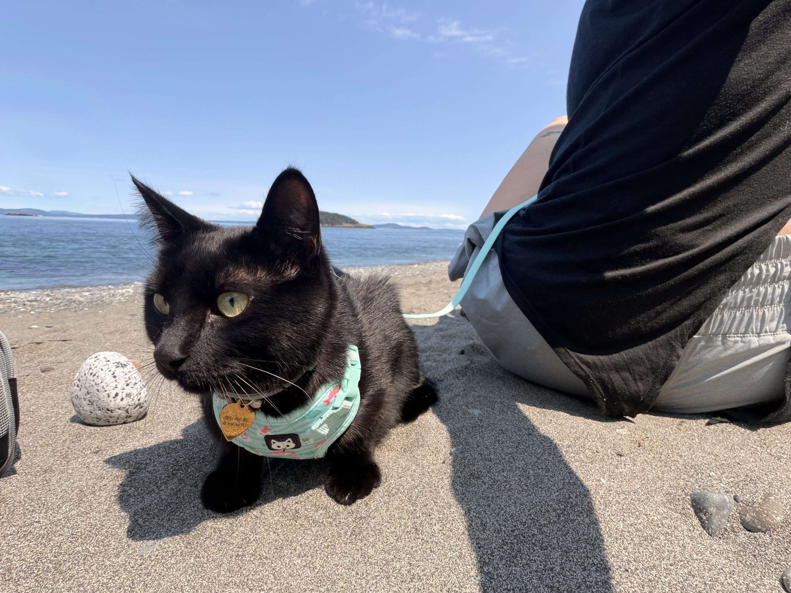 Black cat with a mint harness sits on sandy beach beside a speckled ball, ocean and distant islands in the background, sunny day
