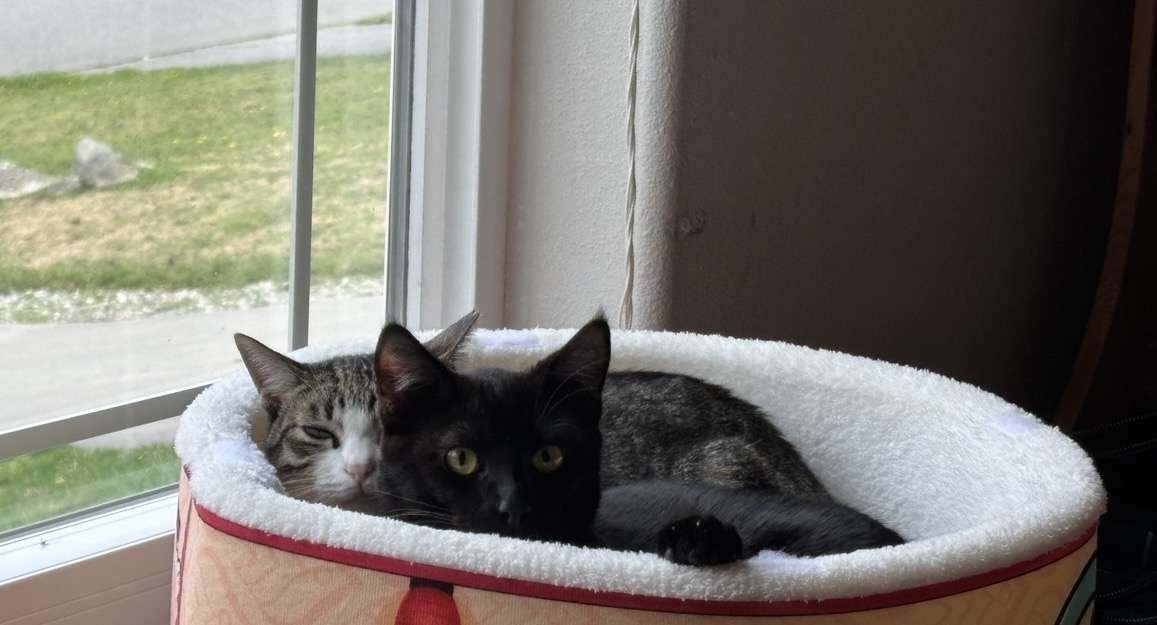 Two cats cuddled together in a fluffy round cat bed by a window, one tabby and one black cat resting close.
