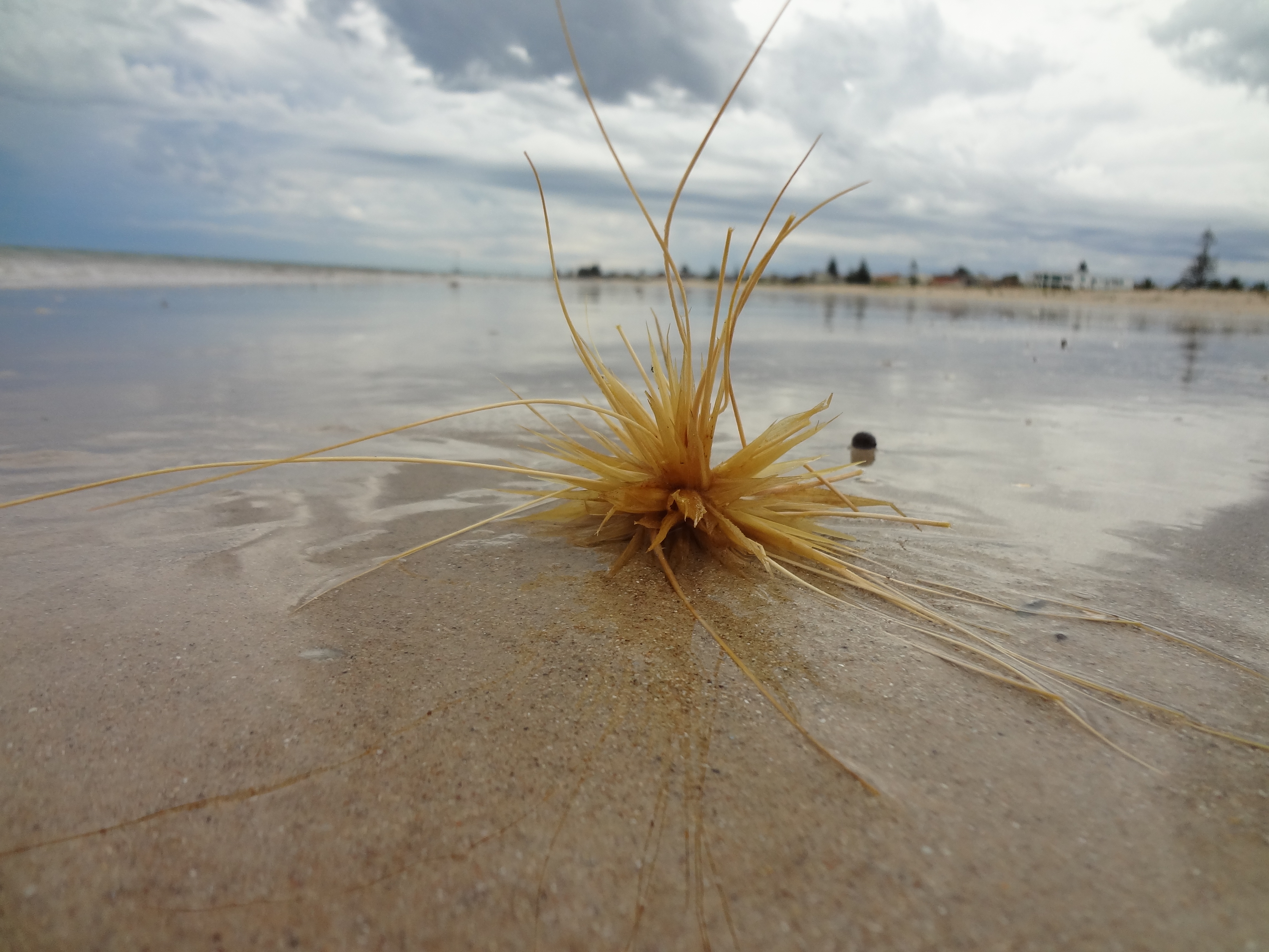 This seed on the beach looks gigantic
