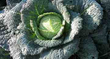 Traditional Food Processing: Lactic Fermentation