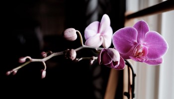 Growing Love