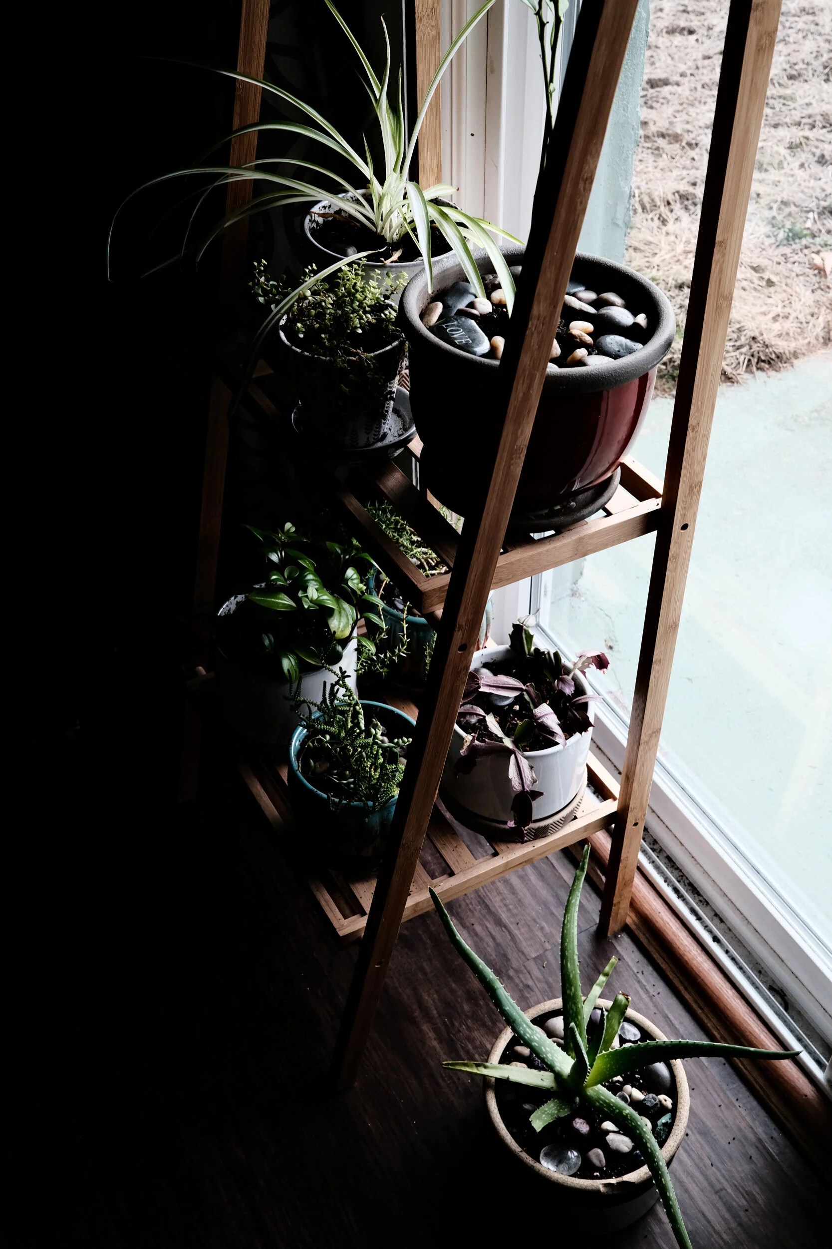 Growing Love