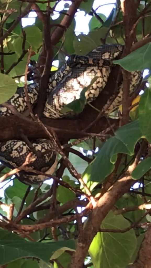A python with a full belly in the tree near the Pier