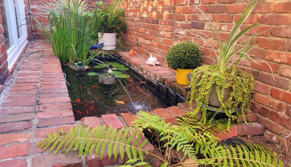 Goldfish Pond