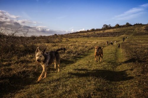 dogs running free