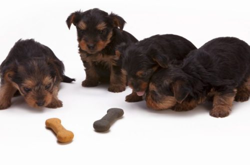 Puppies with treats