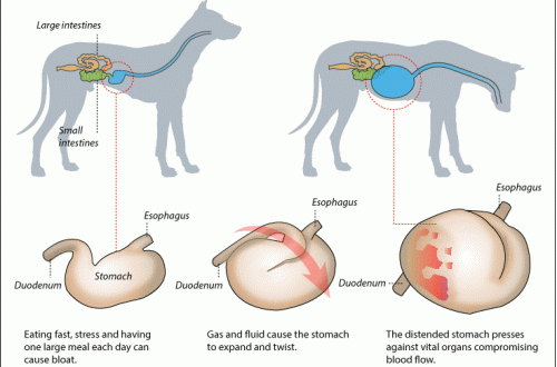 Bloat in dogs