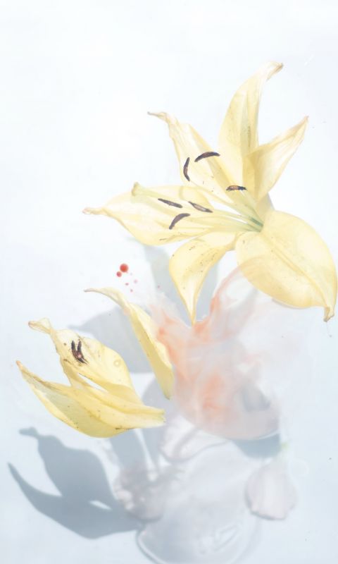 Xiaomi Redmi Note 8 Fonds D Ecran